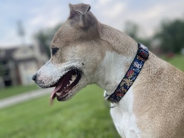American Staffordshire Terrier – Nalah – Florissant