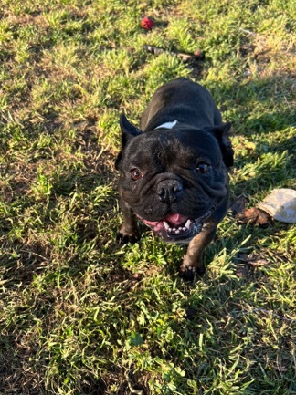 French Bulldog – Looking for a home