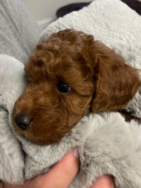 Red miniature poodles Puppies