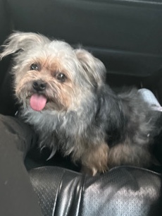 Yorkshire Terrier – male adult yorkie for sale