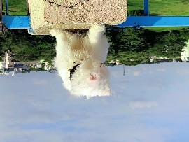 Friendly 1-Year-Old Cat Available for Rehoming in Bashettihalli – Bashettihalli