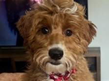 Goldendoodle – mini golden doodle – Park Forest