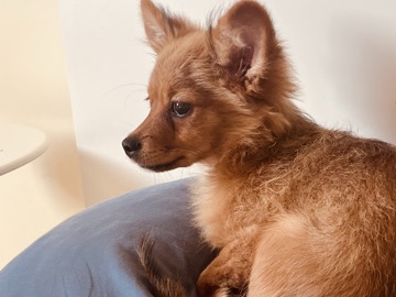 Chihuahua – male chihuahua