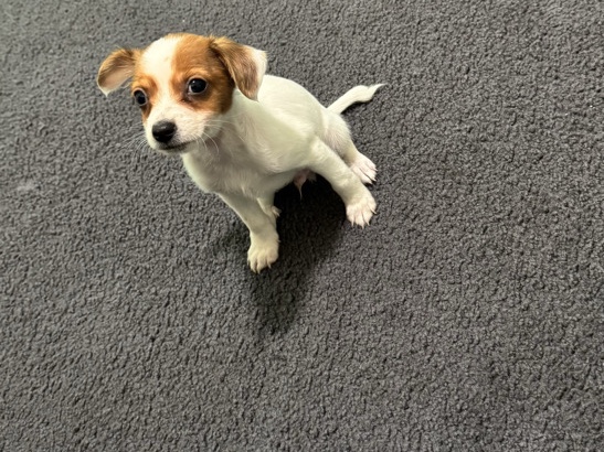Chihuahua – chi puppy – Bunnell