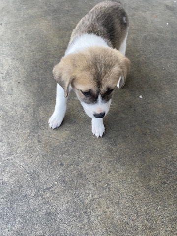 Akita – puppy