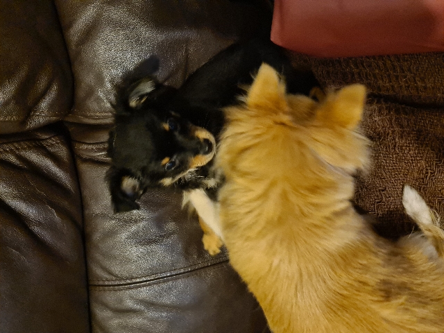 Chihuahua – Chorkiepoo now £600,miniature fluffy  long-haired