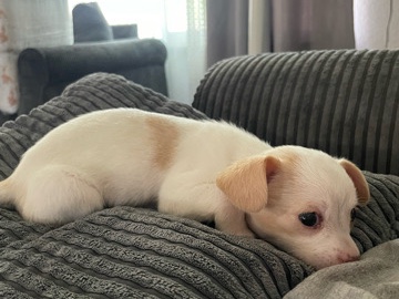 Chihuahua – puppy!!🐶 – Rialto