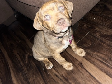 American Pit Bull Terrier – pure breed pocket bullie and willing to travel