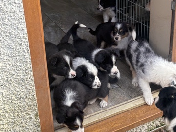 Border Collie - border collie puppies available for adoption in Swansea