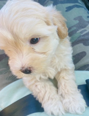 Maltese – Maltipoo Puppy