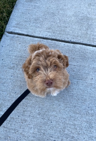 Poodle – poodle mix puppy