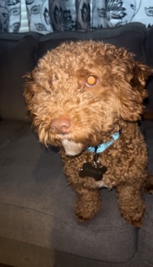 Golden Retriever – Mini goldendoodle