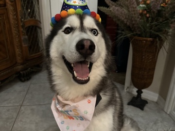 Male Husky for rehome