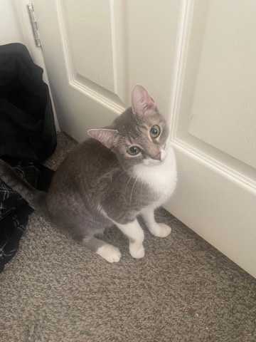 Russian White, Black and Tabby – name Itachi