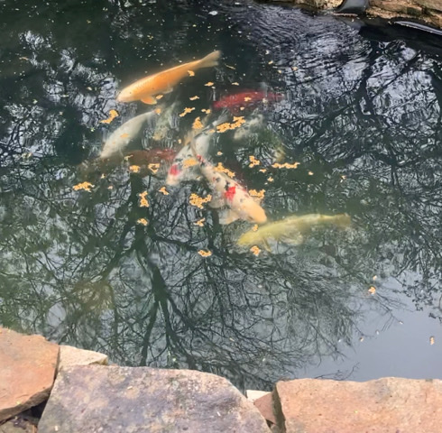 Koi Fish