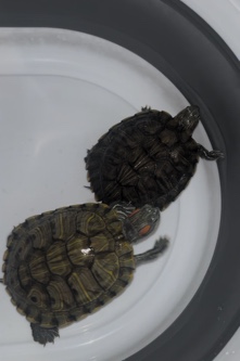 Any – turtles ❤️