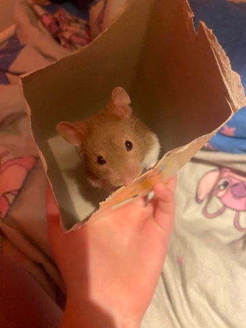 Any – Hampster