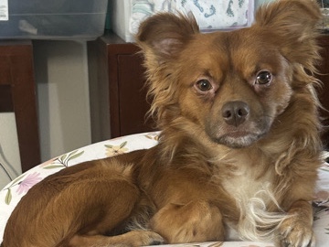 Chihuahua – Chihuahua  boy – Azusa