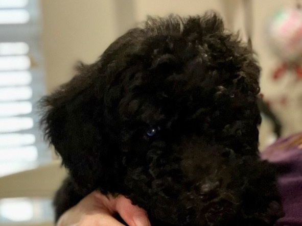 Doodle – 4 month old Aussiedoodle – Lake Wales