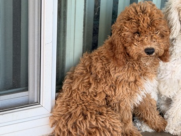 Poodle – Toy Poodle Puppy Male (from a litter of 5) – Covina