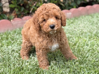 Poodle – Toy Poodle Puppy Male (from a litter of 5) – Glendora