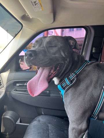American Staffordshire Terrier – Rehome