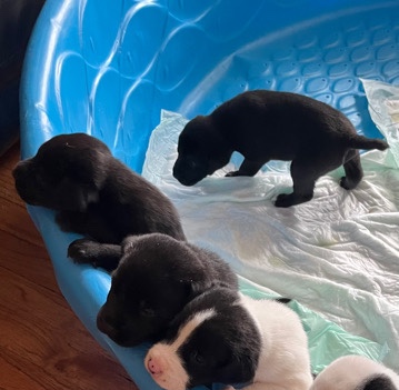 Free Puppies