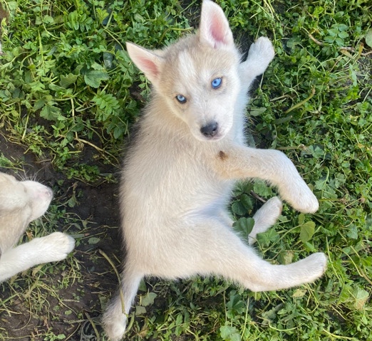 Siberian Husky – Needs new forever homes ASAP