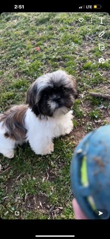 Shih Tzu – Shih Zu