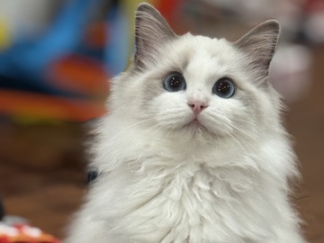 Ragdoll Kitten, Maryland