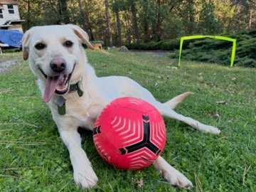 Labrador Retriever – Loki the lovable lab 🐾 – Pine Grove