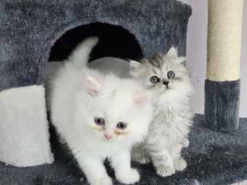 Persian – Persian cats