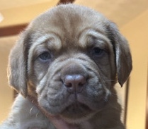 Dogue de Bordeaux – Dogue de Bourdeux