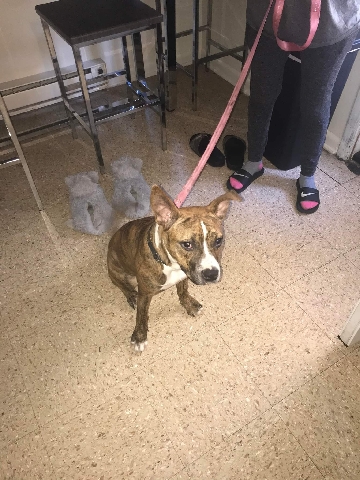 Boxer – Need Home Today