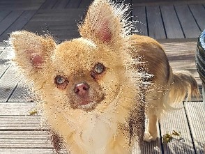 Chihuahua – Rino – Caudebronde