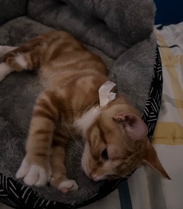 American Shorthair – Affectionate kitten for sale