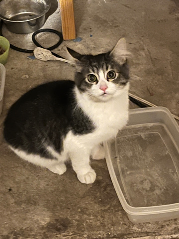 American Shorthair – Two Kittens