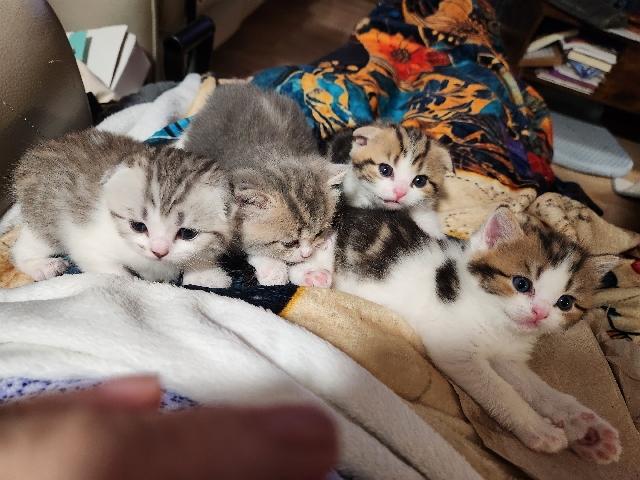 Buy Scottish Fold Adorable Scottish Fold and Straight Kittens in Germantown