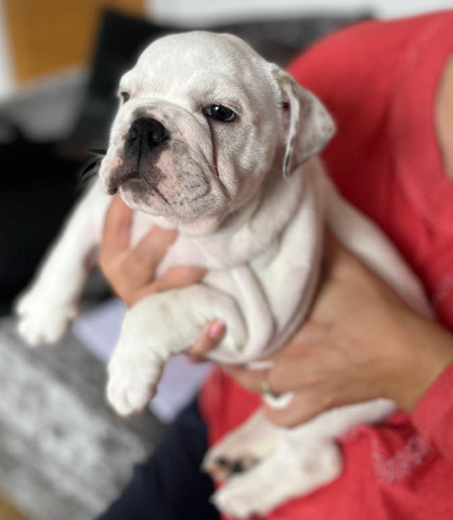 Bulldog – KC Registered Puppies