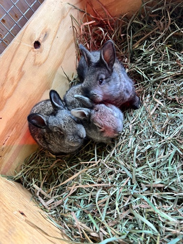 Steel gray Flemish Giant - pedigreed