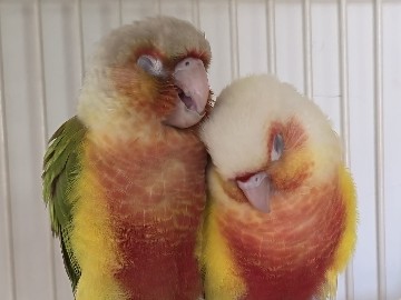 Pineapple & Suncheek Conure