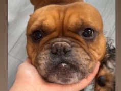 French Bulldog - French Bulldog available for adoption in Swords