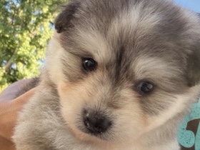 Mixed Breed – Toby – Henrico