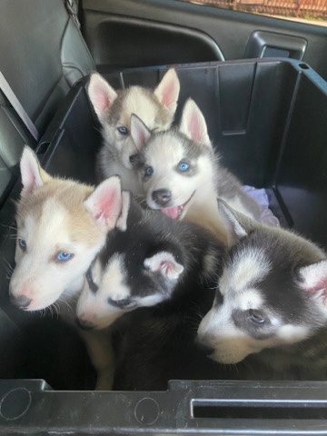Siberian Husky – Husky Puppies