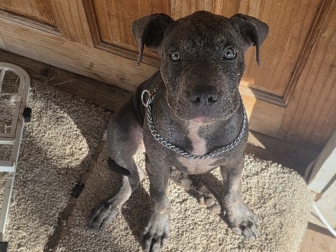 American Pit Bull Terrier – American Pitbull – Yuma