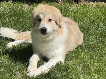 Broholmer – Pyrenees mix Bernese – Nampa