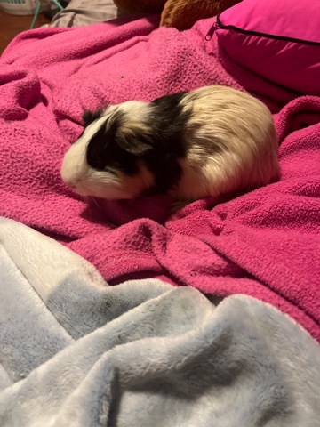 Any – Guinea pigs 5$ each