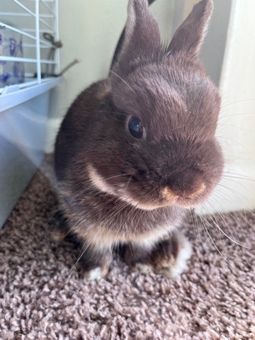 Norwegian Dwarf Rabbit + all essentials