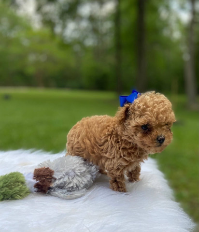 Poodle – Toy poodle puppies