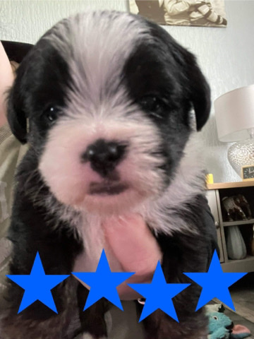 Shih Tzu – Shorkie puppies